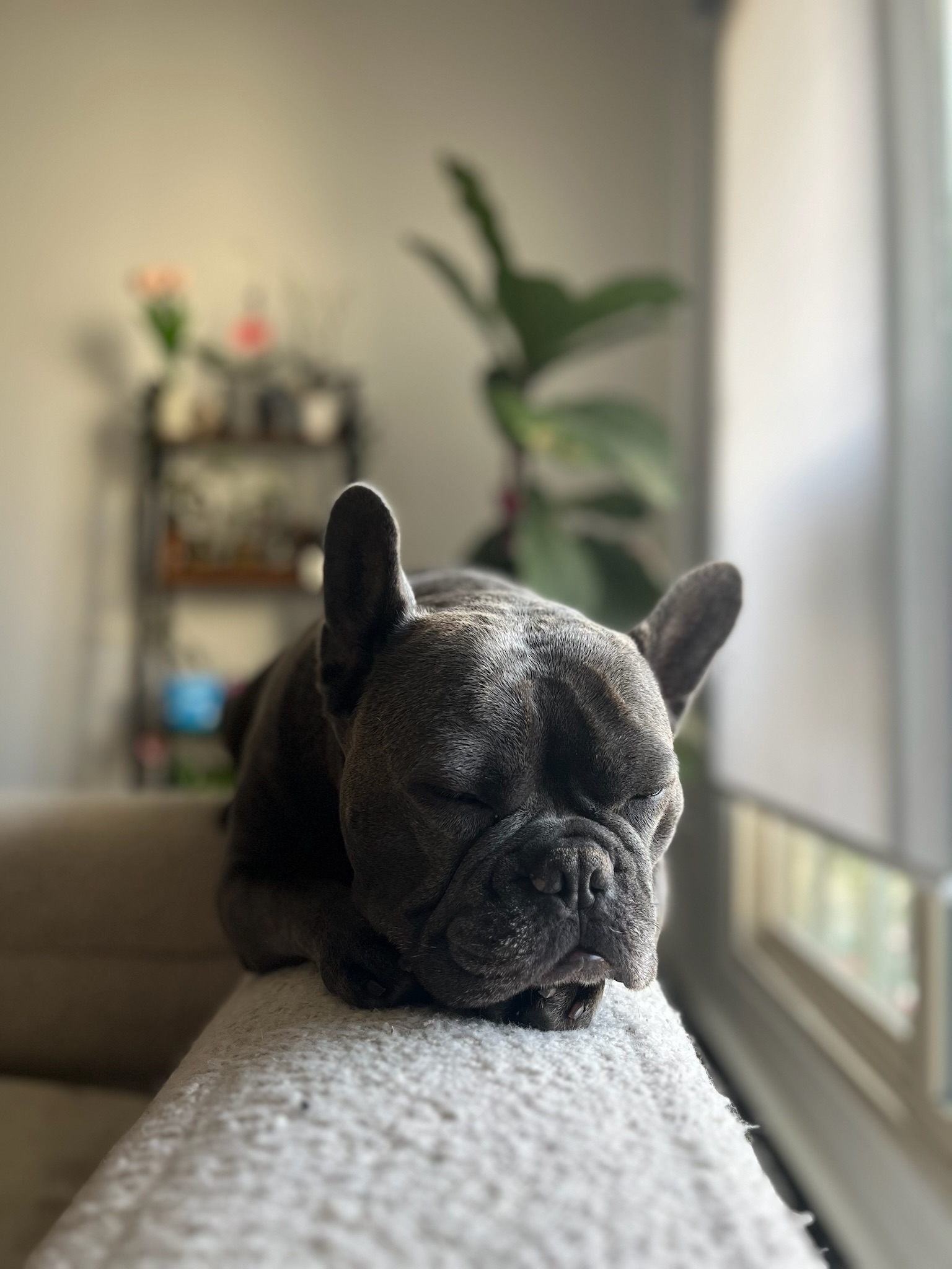 Drop-in Visits